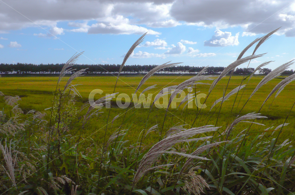 field,reed,nature,wind,들판,갈대,자연,바람
