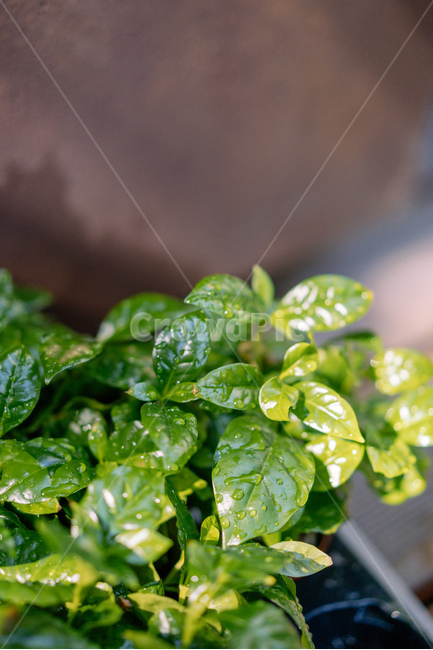 화분,식물,새싹,초록색,green,나무,잎사귀,leaf,natur,tree,식물,자연,plants,nature