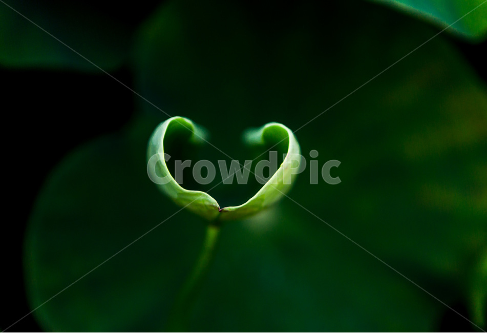 연잎,문양,무늬,습지,자연,패턴,식물,자연,plants,nature