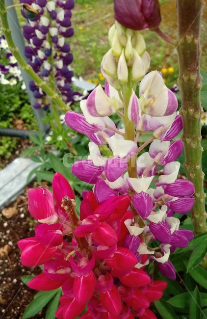 루피너스,층층이부채꽃,lupine,정원용식물,절화용,콩과,약용
