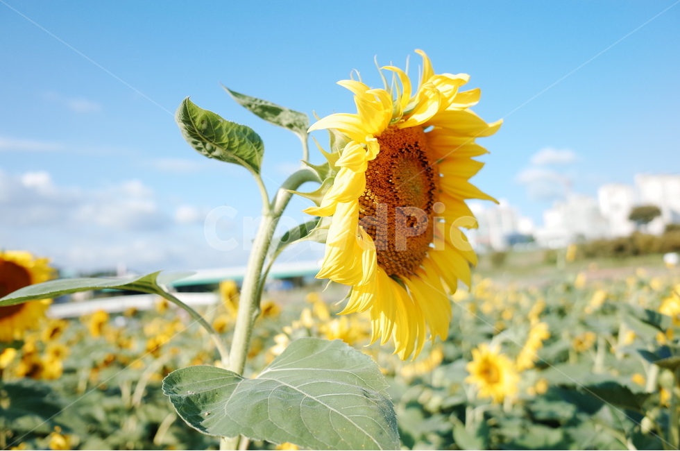 하늘,꽃,해바라기,자연,풍경,나뭇가지,드라이브,flower,korea,view,drive,가을,계절,fall,autumn,season,겨울,winter,식물,자연,plants,nature,꽃,flower,감성,sensible,feeling,plant,blossom