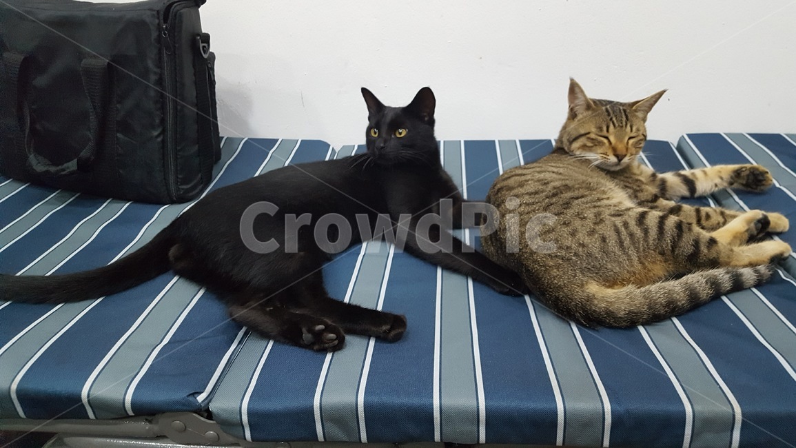 cat,고양이,길냥이,동물,애완,힐링