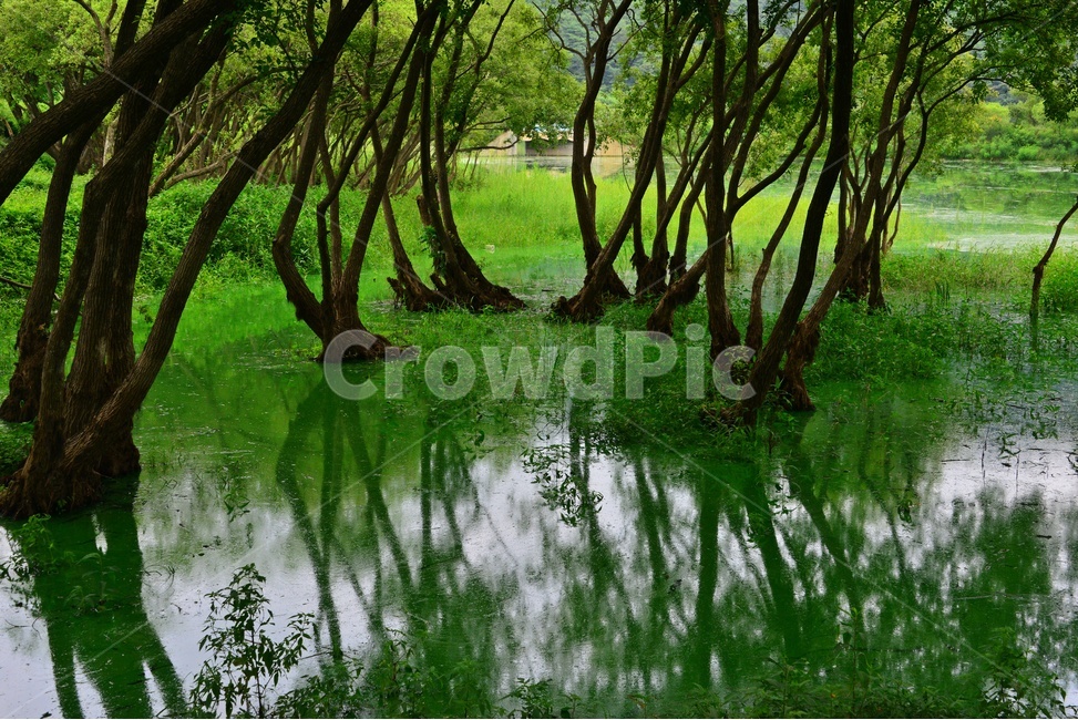 nature,자연,outdoors,옥외,water,물,고목,나무군락,저수지,반영,초록색