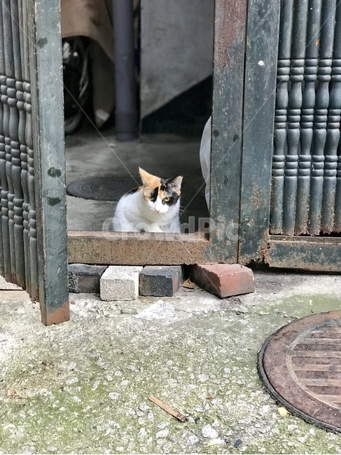 고양이,힐링,골목,일상,소확행,평온,쉼,휴식,동물,animal,포유류,mammal,고양이,cat,kitten,kitty