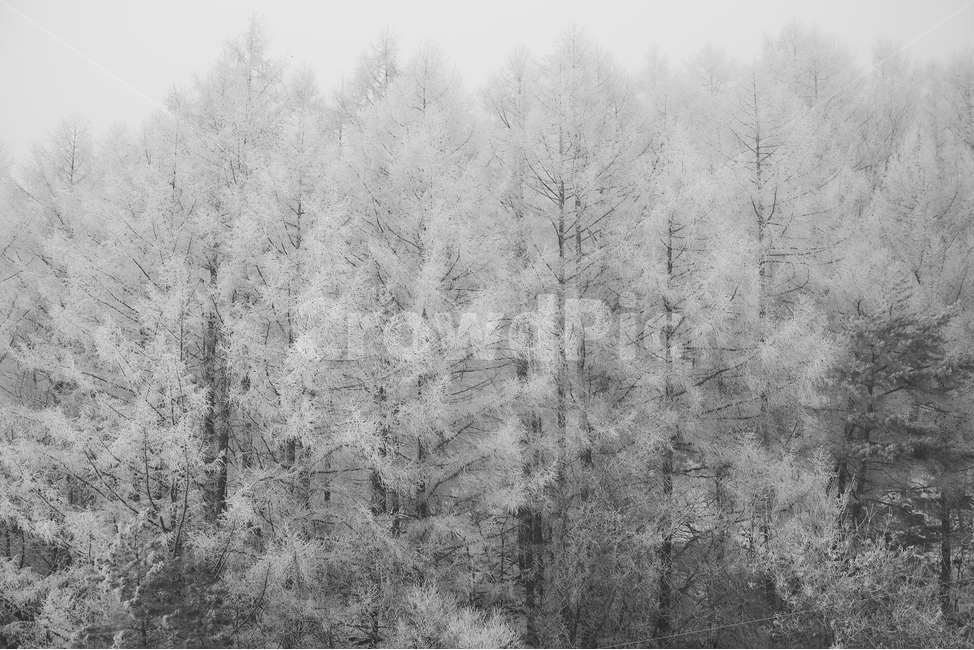 겨울,눈,숲,절경,풍경,강원도,상고대,겨울,계절,winter,season,자연,풍경,nature,landscape,흑백,모노톤,monochrome,black and white,outdoors,옥외,tree,나무,plant,식물,frost,서리,snow