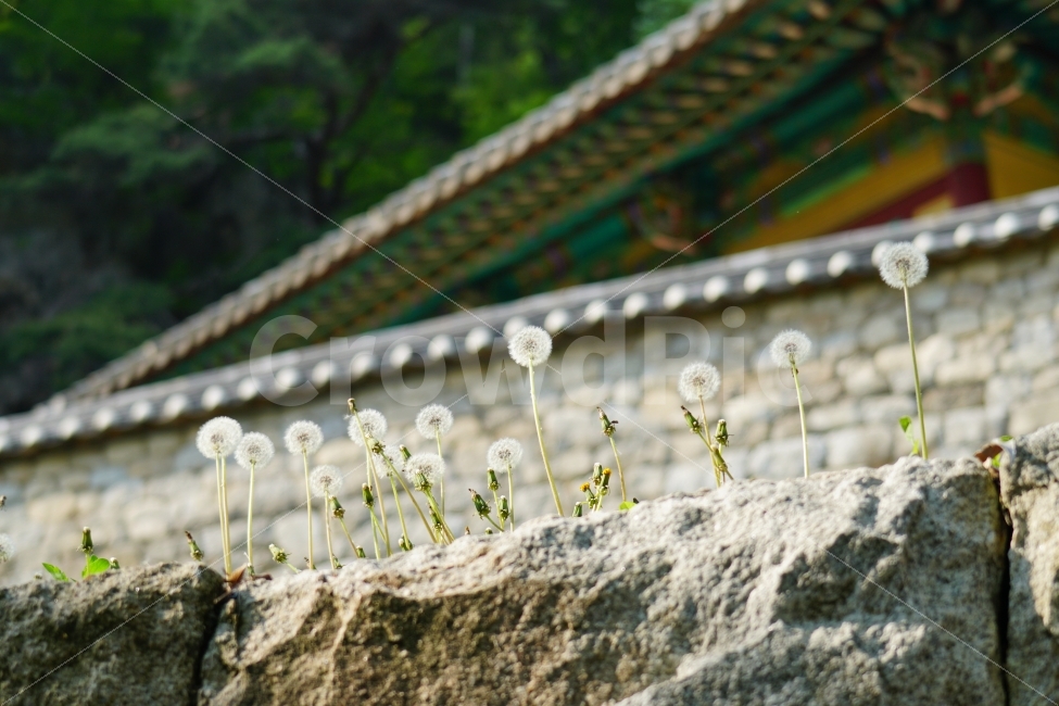 민들레홀씨,민들레씨방,식물,자연,꽃,플라워,한옥,담벼락,꽃봉오리,바위,돌,한국,전통,기와,신앙,부처,소망,소원,temple,Buddhism,buddha,석가모니,고타마싯다르타,korea,한국적인,한국적,한국문화,유적,유적지,한국전통,감성사진,감성,힐링,힐링사진,스냅,스냅사진,스넵사진,스넵,snap,사물,물건,오브젝트,object,컨셉,콘셉,concept,animal,조각,예술,믿음,기도,한국의자연,한국자연,풍경,landscape,snapshot,tree,country,시골,숲,숲속,forest,한국풍경,식물,자연,plants,nature,한국전통,한국문화,korean traditional,korean culture,꽃,flower