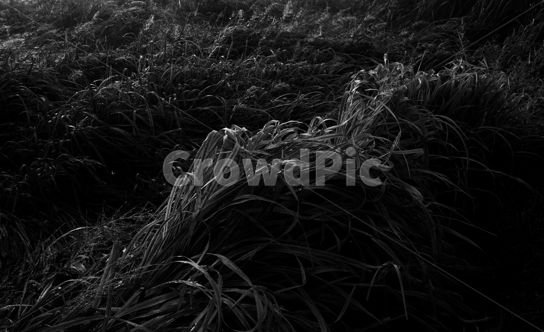갈대,식물,공원,자연,모노톤,식물,자연,plants,nature,흑백,모노톤,monochrome,black and white