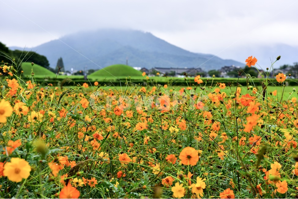 경주,꽃,가을,경주역사유적지구,flowers,자연,풍경,nature,landscape,한국자연풍경,한국자연경관,korea nature landscape,랜드마크,landmark,tourist attraction,한국랜드마크,한국관광지,한국명소,korea landmark,korea tourist attraction,식물,plants,꽃,flower,field,들,grassland,목초지,outdoors,옥외