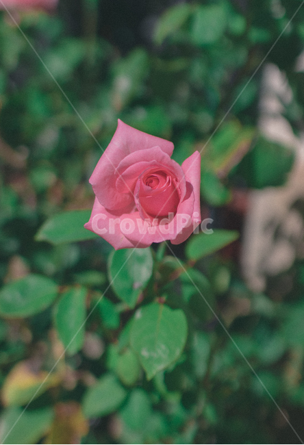 rose,장미,flower,꽃,plant,식물,blossom,감성사진,식물,자연,plants,nature,꽃,flower