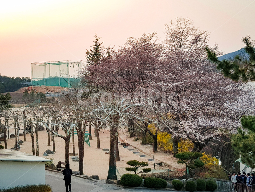 벗꽃,핑크,노을,학교,운동장,나무,벗꽃나무,봄,계절,spring,season,자연,풍경,nature,landscape,plant,식물