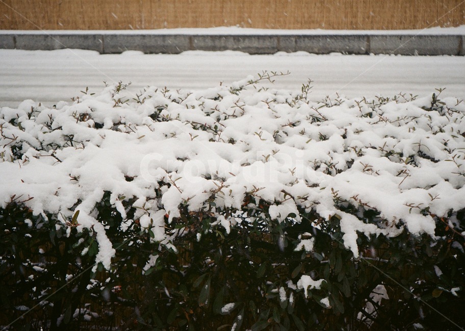 겨울,winter,눈,snow,필름사진,film,겨울,계절,winter,season