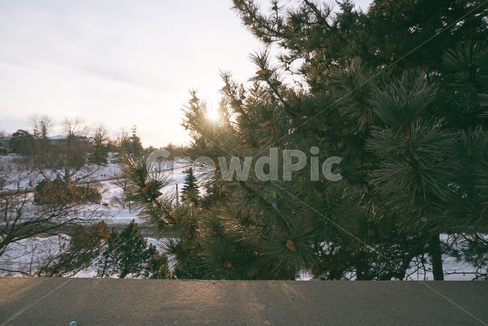 노을,나무,하루,여유,캐나다,자연,겨울,계절,winter,season,자연,풍경,nature,landscape,tree,plant,식물,fir,전나무,conifer,구과 식물