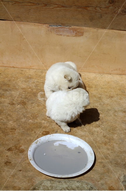 강아지,동물,애완견,반려견,개,animal,동물,animal,포유류,mammal,개,강아지,dog,doggy