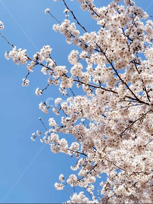 blossom,꽃,flower,식물,벚꽃