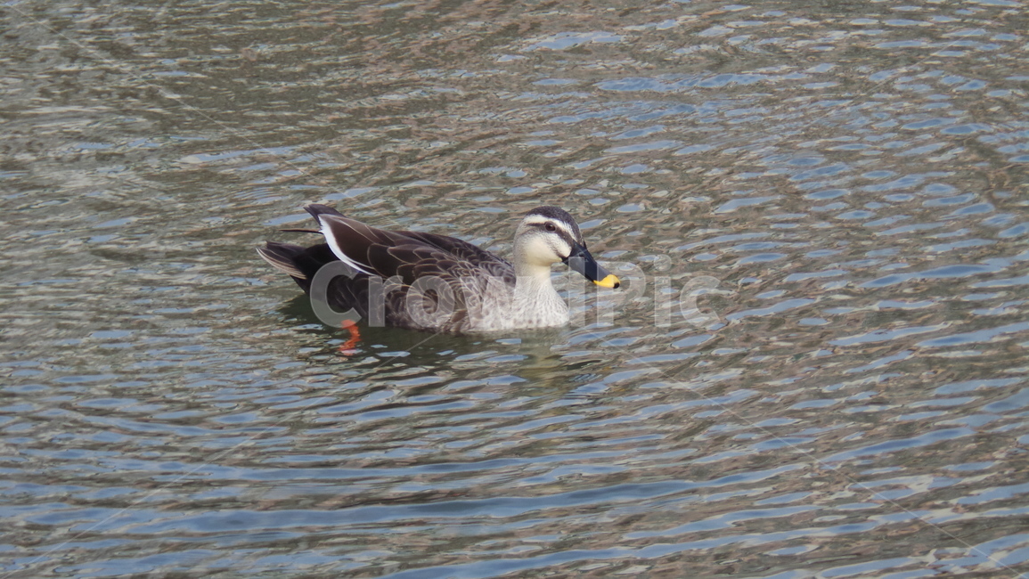 조류,오리,새,동물,duck,동물,animal,조류,새,birds