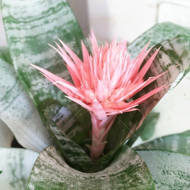 봄,꽃,핑크,화분,꽃화분,식물,봄,계절,spring,season,식물,자연,plants,nature,꽃,flower,plant