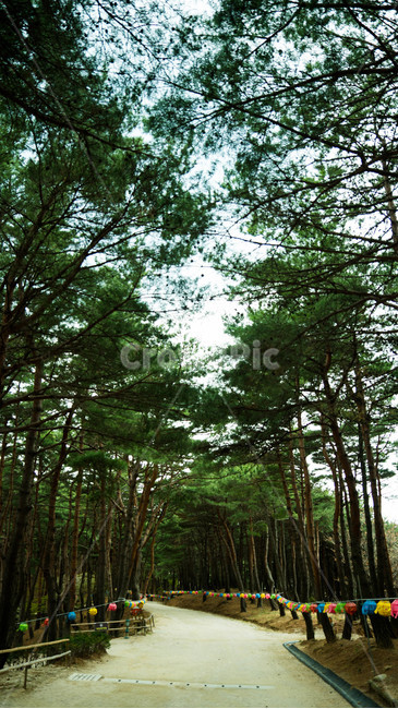 산책로,봄,숲속길,숲,나무,자연,풍경,nature,landscape,tree,plant,식물,vegetation,초목