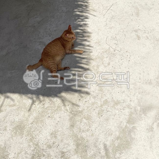 sand,Beach,sunlight,cat,shade,summer