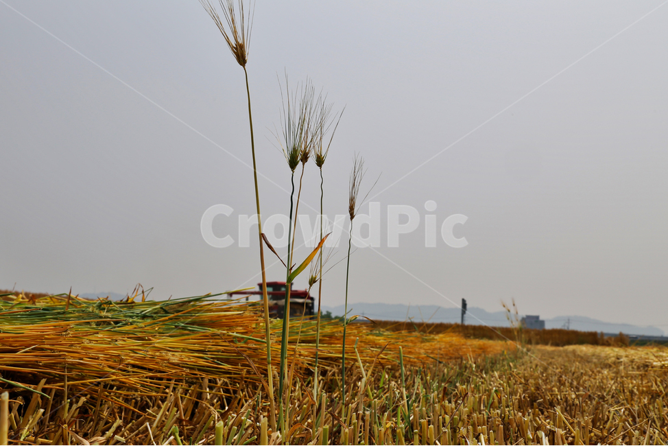 보리,보리수확,콤바인,콤바인보리,콤바인작업,시골,마을,풍경,landscape,country,rural,town,산업,industry,industrial,농업,농사,agriculture,farming,farming industry