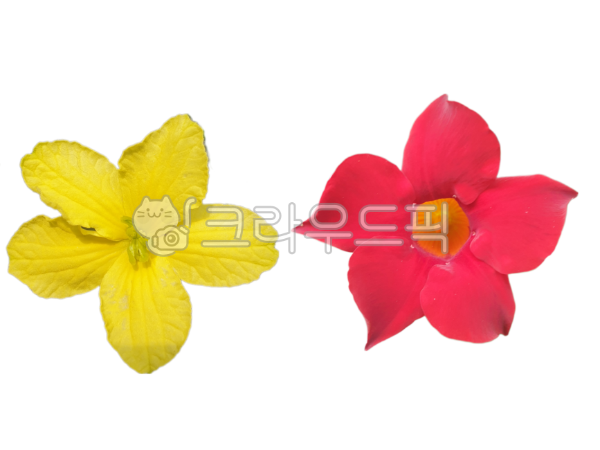 만데빌라,꽃누끼,노랑꽃,붉은꽃,생화누끼,생화png,포토샵소스,꽃디자인소스,그래픽소스,꽃스티커,꽃아이콘,생화스티커