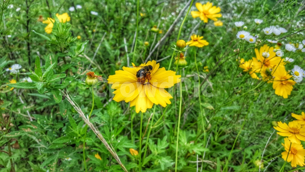 벌,꽃,꿀벌,봄,노란꽃,노란색꽃,식물,자연,plants,nature,꽃,flower