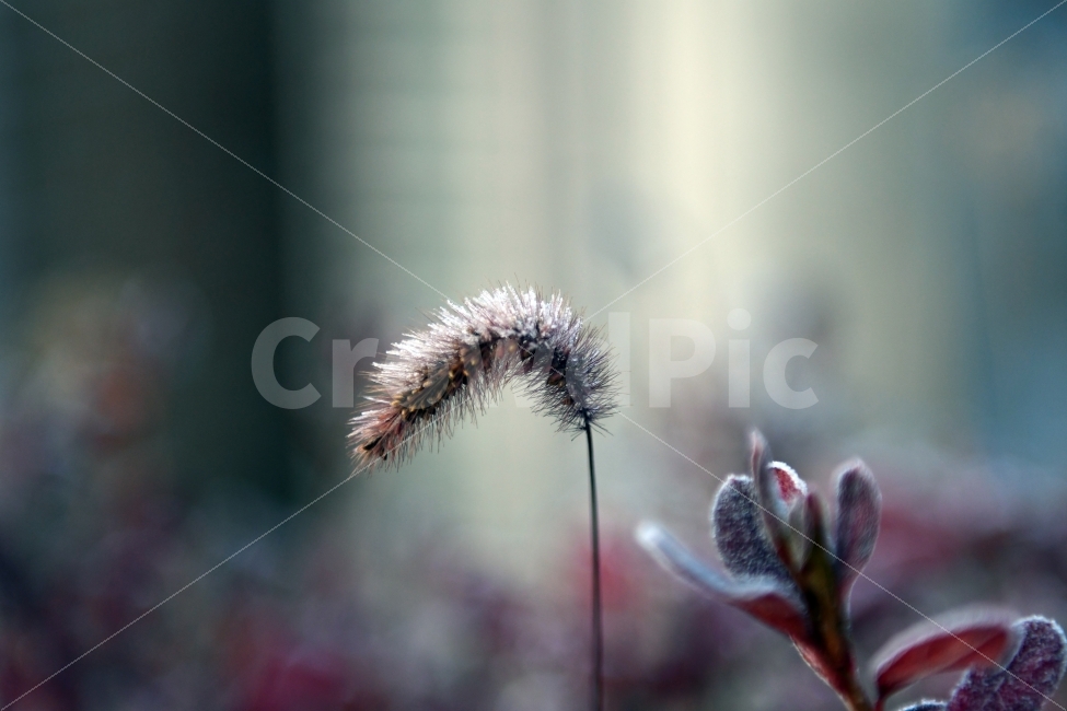 강아지풀,겨울,초겨울,늦가을,첫서리,서리,겨울,계절,winter,season,식물,자연,plants,nature,감성,sensible,feeling
