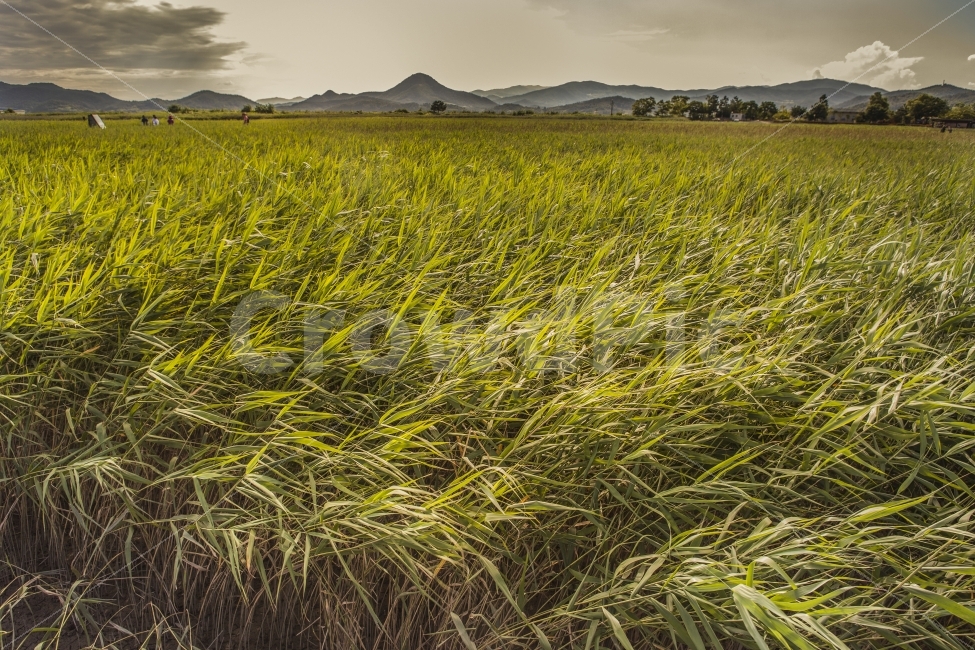 바람,풀,순천,갈색,노을,산,자연,풍경,nature,landscape,grass,잔디,plant,식물,field,들,outdoors,옥외,grassland,목초지