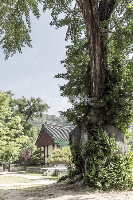 전주한옥마을,고택,문화유산,한국의미,관광명소,경기전,한국전통,한국문화,korean traditional,korean culture,식물,자연,plants,nature,나무,trees,wood