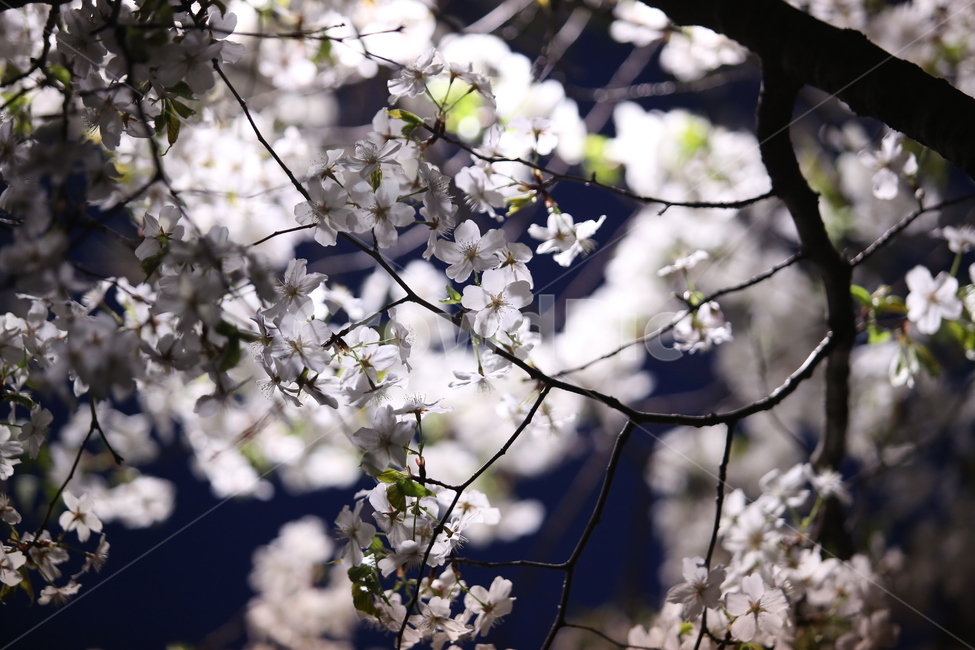 꽃,벚꽃,밤,조명,야경,봄,계절,spring,season,야경,밤,풍경,nightscape,night,landscape,식물,자연,plants,nature,꽃,flower,감성,sensible,feeling,plant,blossom
