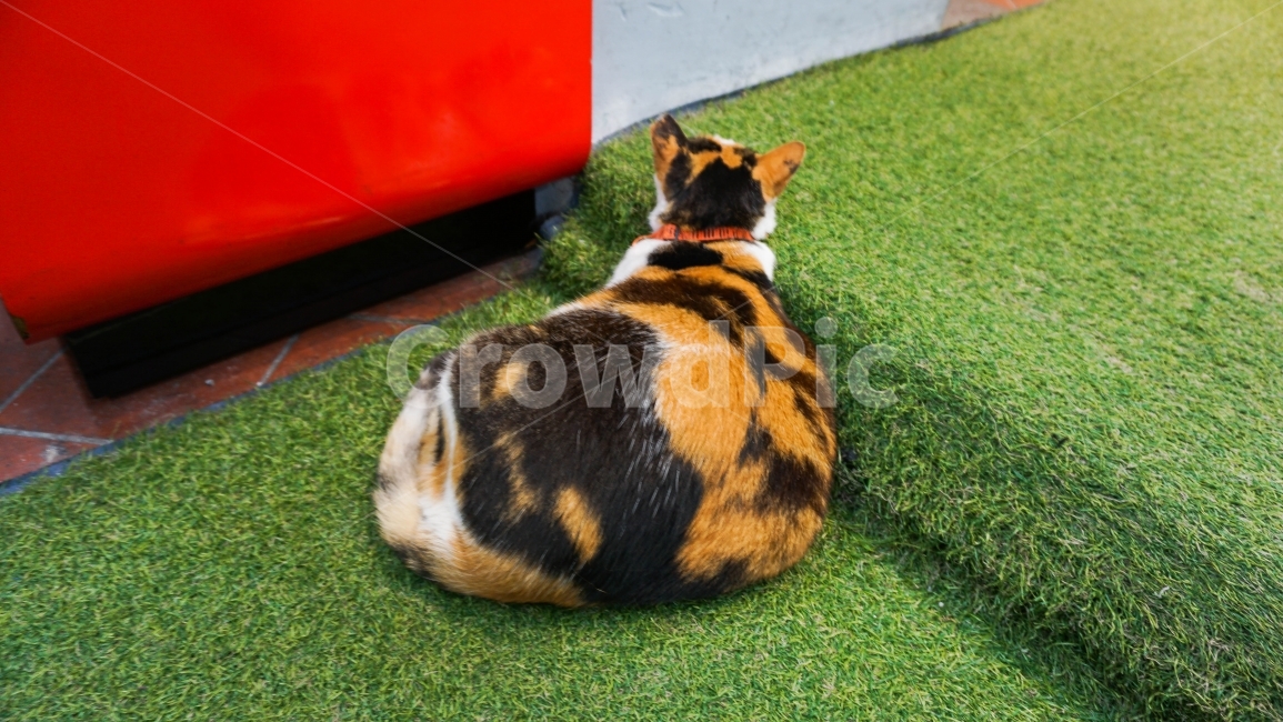 Singapore,cat,backside,fat cat,Emotion,travel
