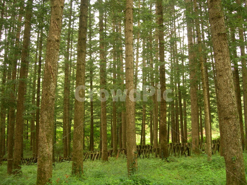 나무,숲,자연,휴식,힐링,초록,tree,forest,nature,rest,healing,green