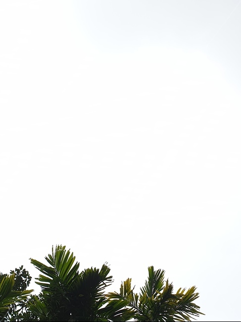 tree,나무,plant,자연,식물,야자,야자나무,하늘,sky,베트남,하노이