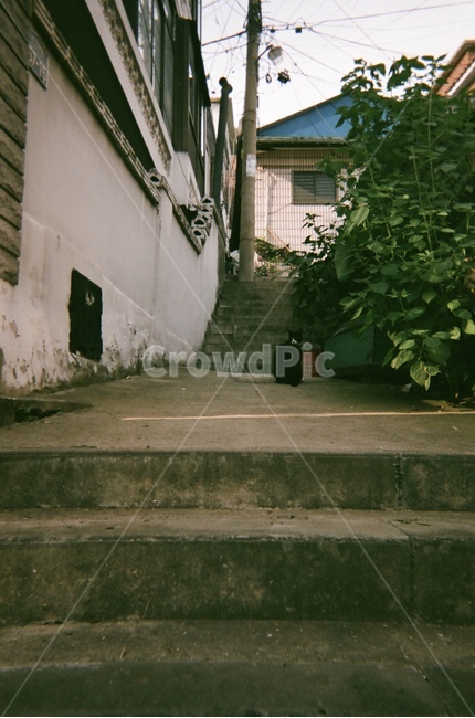 계단,고양이,골목,이태원,동네,식물,골목길,alley