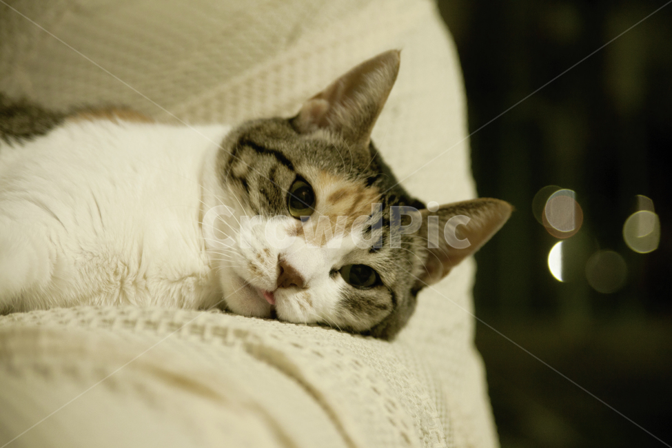 Pets,warmth,cat,cuteness,cat cat