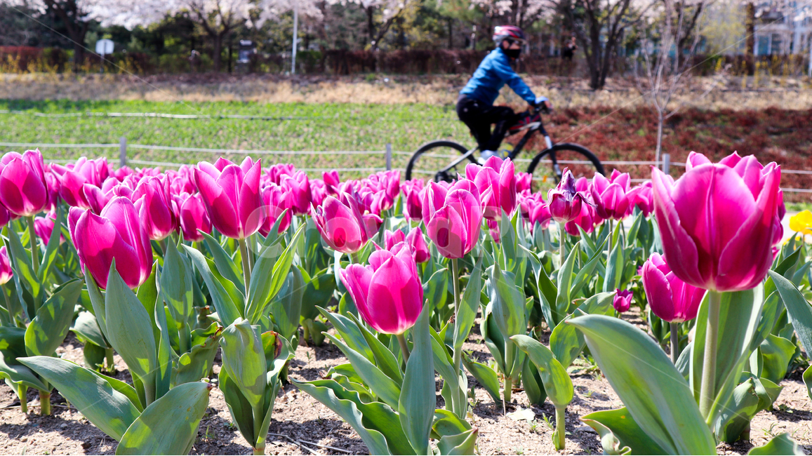 튤립,봄,봄꽃,튤립축제,spring,season,식물,자연,붉은색,red,flower,redflower,화사한,feeling,korea,plant,tulip,공원,park,자전거,산책,bicycle,human,person,인간,사람,보라색,purple,화려한,축제
