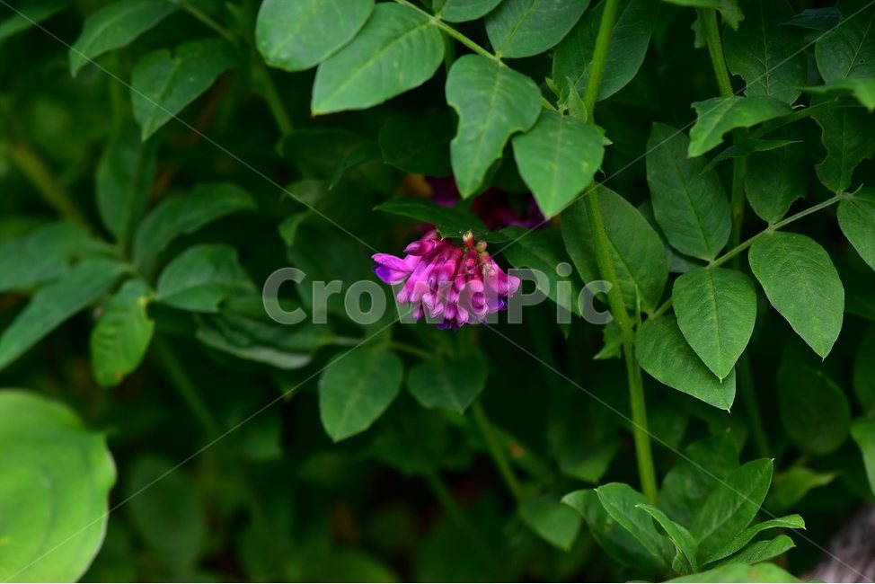 광릉갈퀴,야생화,꽃,식물,자연,생태,플라워,flower,plants,nature,식물,자연,plants,nature,꽃,flower