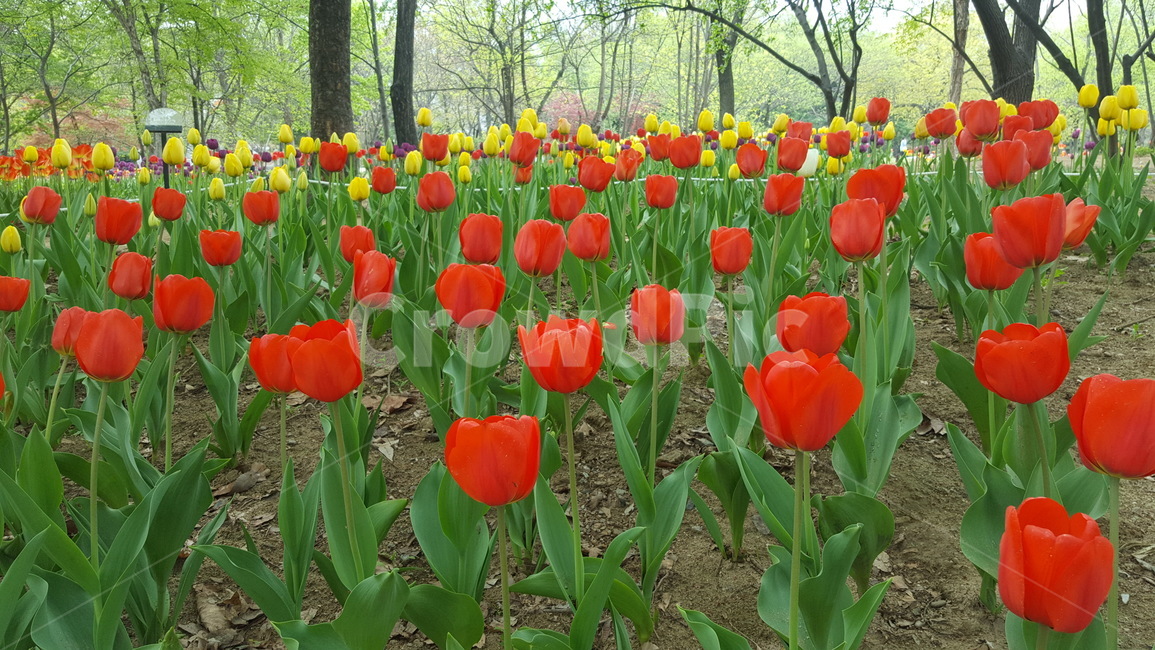 서울숲튤립축제,튤립,plant,식물,flower,꽃,식물,자연,plants,nature,꽃,flower