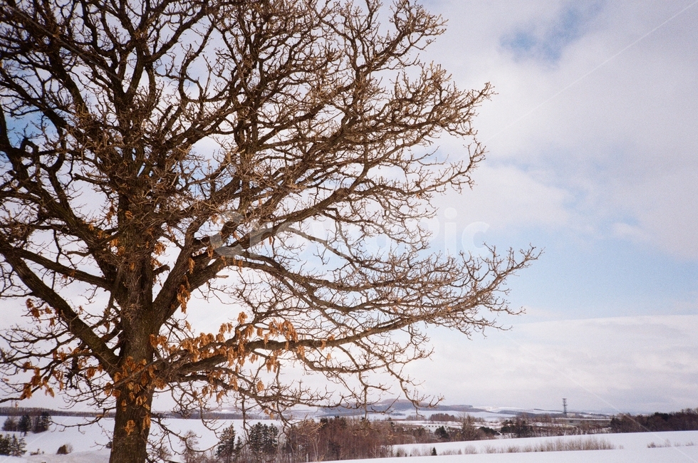 tree,나무,plant,식물,treetrunk,나무줄기,japan,일본,비에이,훗카이도,겨울,계절,winter,season