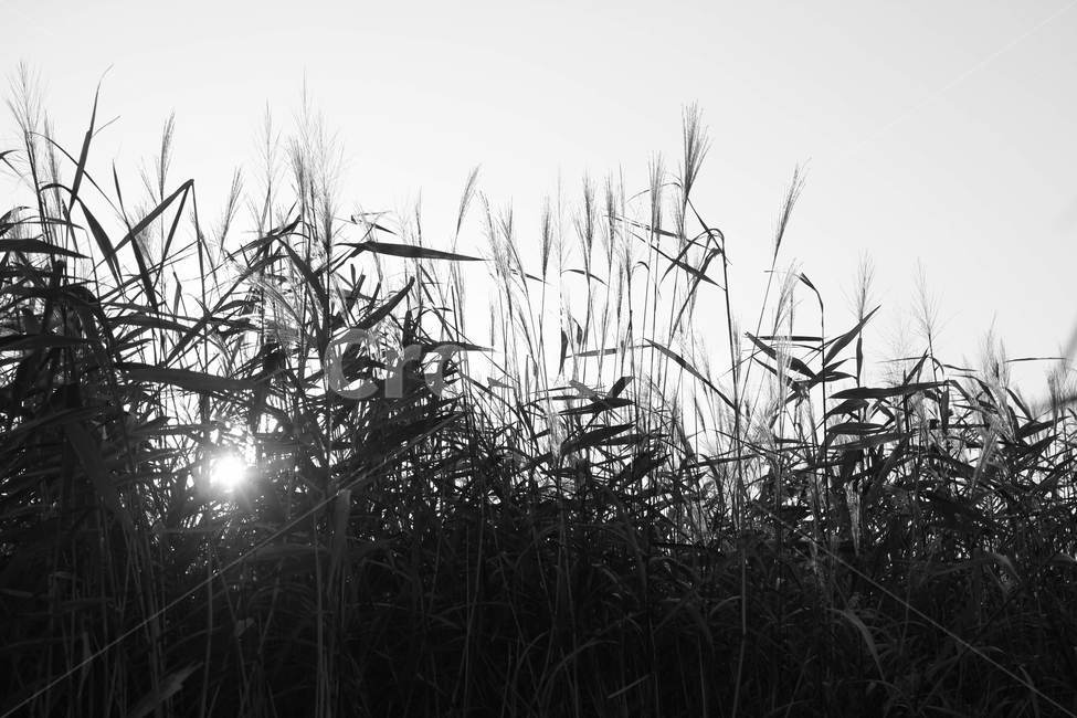 갈대밭,일몰,sunset,reed,풍경,nature,국내,가을,식물,하늘,감성,가을,계절,fall,autumn,season,자연,풍경,nature,landscape,식물,plants,흑백,모노톤,monochrome,black and white,grass,잔디,plant,lawn,갈대