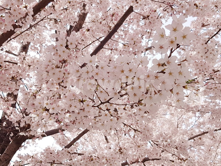 벚꽃,봄,꽃,식물,cherryblossoms,예쁜꽃,꽃배경,봄,계절,spring,season,식물,자연,plants,nature,꽃,flower,나무,trees,wood,plant,blossom,cherry blossom