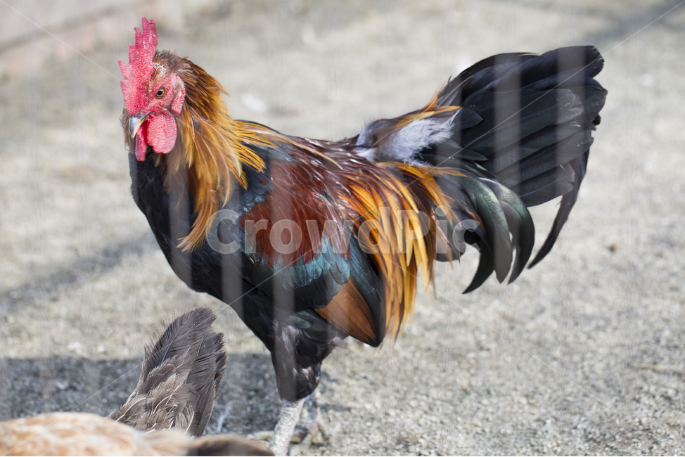 닭,동물,조류,수탉,벼슬,닭벼슬,가축,가금류,닭장,동물,animal,조류,새,birds