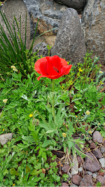 양귀비꽃,꽃,flower,자연,식물