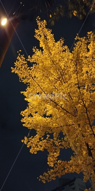 밤,은행나무,저녁,가을,은행잎,빛,night,light,은은함,분위기