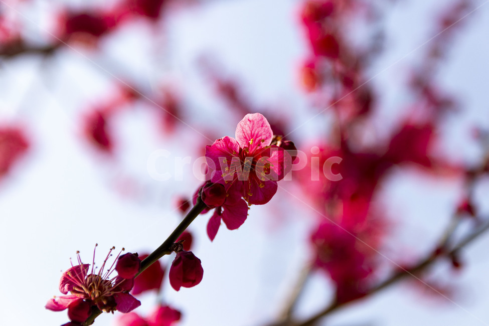 매화,매화꽃,홍매화,redplumflower,plumblossom,blossom,꽃,봄꽃,봄,계절,spring,season