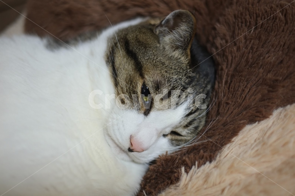 고양이,야옹이,반려동물,반려묘,생명,동물,animal,포유류,mammal,고양이,cat,kitten,kitty
