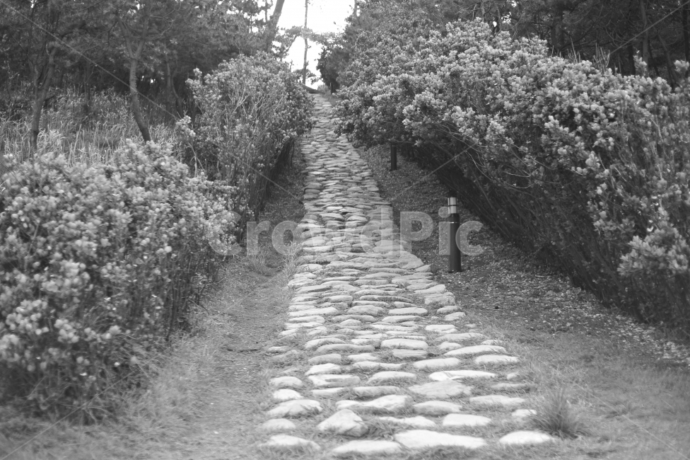 길,꽃,미래,감성,희망,자연,풍경,nature,landscape,흑백,모노톤,monochrome,black and white,outdoors,옥외,path,통로