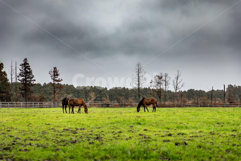 자연,풍경,동물,말,하늘,구름,초원,목장,제주도,제주,nature,landscape,animal,horse,sky,clouds,자연,풍경,nature,landscape,한국자연풍경,한국자연경관,korea nature landscape,제주도,jeju,jeju island,동물,animal,포유류,mammal,산업,industry,industrial,목축업,목장,livestock farming,ranching,pasture,field,들,outdoors,옥외,grassland,목초지