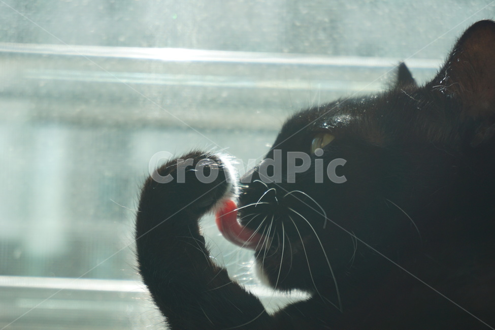 cat grooming,cats paw,cat tongue,blackcat,animal feet,Korean Shorthair,Black cat,cat,grooming,animal,pet