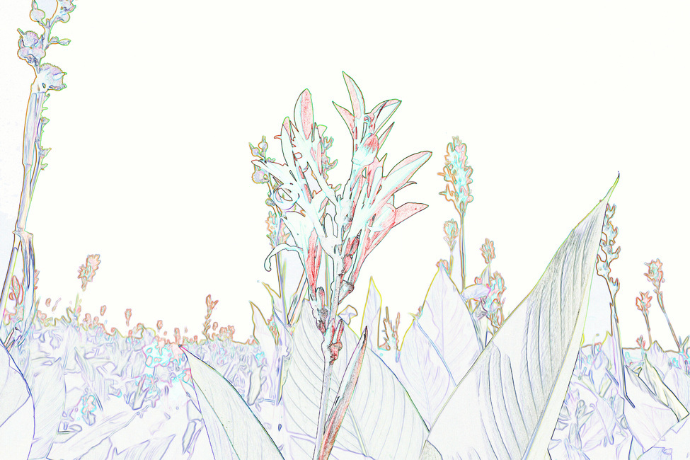 꽃,칸나,식물,그림,스케치,도안,색칠,색칠하기,칸나꽃,식물,자연,plants,nature