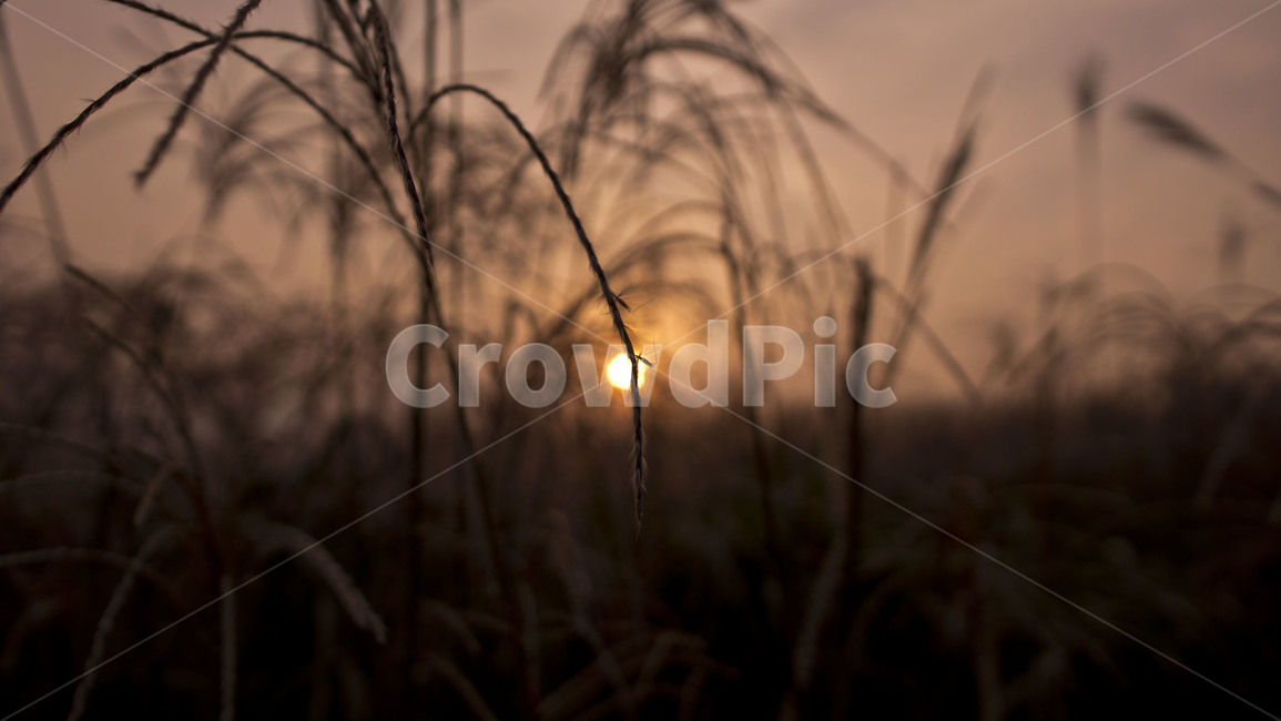 갈대,해질녘,노을,틈,가을,식물,자연,plants,nature